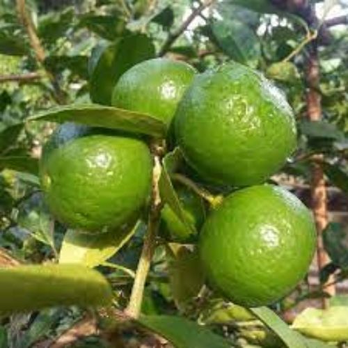 Thai Lemon Plant Manufacturer & Supplier in India